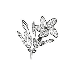 Botanical drawing. Minimal plant logo, botanical graphic sketch drawing,  meadow greenery, leaf and blooming flower abstract sketch element collection, rustic branch. Trendy tiny tattoo design, floral