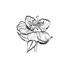 Botanical drawing. Minimal plant logo, botanical graphic sketch drawing,  meadow greenery, leaf and blooming flower abstract sketch element collection, rustic branch. Trendy tiny tattoo design, floral