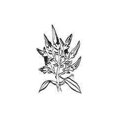 Botanical drawing. Minimal plant logo, botanical graphic sketch drawing,  meadow greenery, leaf and blooming flower abstract sketch element collection, rustic branch. Trendy tiny tattoo design, floral