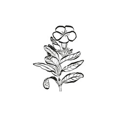 Botanical drawing. Minimal plant logo, botanical graphic sketch drawing,  meadow greenery, leaf and blooming flower abstract sketch element collection, rustic branch. Trendy tiny tattoo design, floral