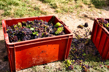 Crates of hand-picked grapes during the harvest in the Champagne region ready for transport to the...