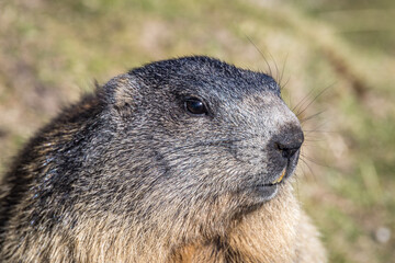 Alpine Marmot (Marmota marmota)
