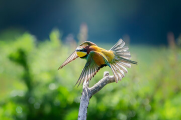European bee-eater (Merops apiaster) in flight. Nature reserve of the Isonzo river mouth, Isola della Cona, Friuli Venezia Giulia, Italy. Copy space image.	