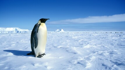 Obraz premium Emperor Penguin Standing on Icy Terrain in Antarctica Under Clear Blue Sky