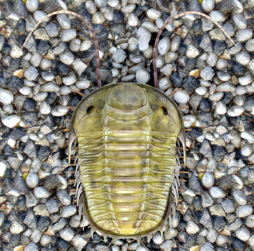 A 3D illustration of the extinct Trilobite Paradoxides on a pebble beach 500 million years ago.