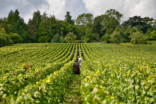 Grape pickers in the middle of the vineyard next to Huatvillers during the grape harvest in the Champagne region