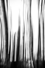 Abstract tree trunks in blurred motion in black and white