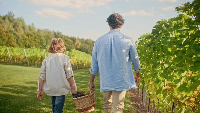 Camera following two men. People helping each other during harvest season. Dad teaching son basics of family business. Farmers collecting grapes. Gently touching leaves of green plants with hand.