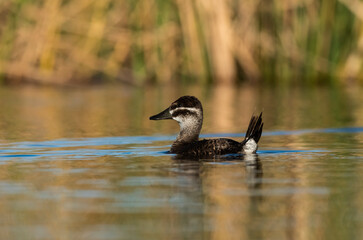  Lake Duck, female,  in Pampas Lagoon environment, La Pampa Province, Patagonia , Argentina.