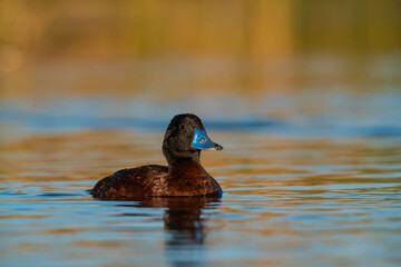  Lake Duck in Pampas Lagoon environment, La Pampa Province, Patagonia , Argentina.