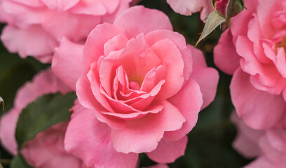 Obraz premium Flower called Hojun in close up in the garden