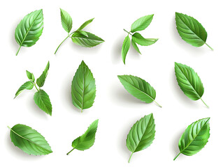 Fototapeta premium Set of fresh mint leaves against a white background in high resolution