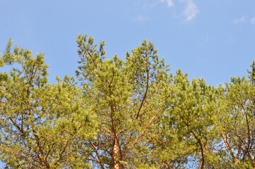 Fototapeta premium Pine branches against sky.