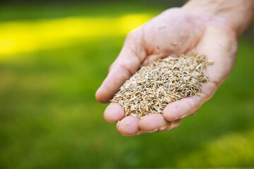 lawn seeding. hand with grass seed