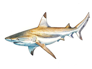 Fototapeta premium Hand drawn watercolor illustration of a blacktip reef shark