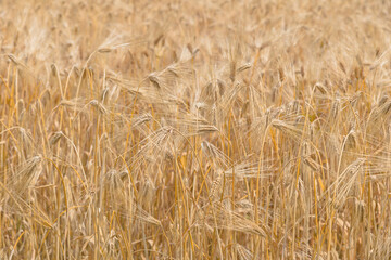 黄金色に色付いた麦畑