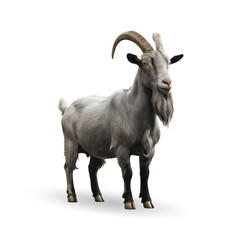 Obraz premium 3d realistic Horn Goat on transparent background, best islamic festival eid al adha goat