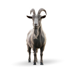 Obraz premium 3d realistic Horn Goat on transparent background, best islamic festival eid al adha goat