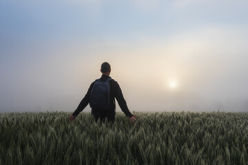 Man with backpack walking in tranquil morning wheat agriculture field with misty fog and sun shine...