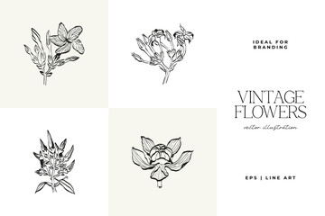 Botanical, Minimal plant flower, hand drawn sketch drawing,  vector illustration
