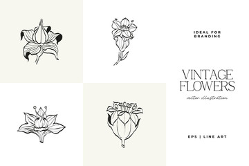 Botanical, Minimal plant flower, hand drawn sketch drawing,  vector illustration