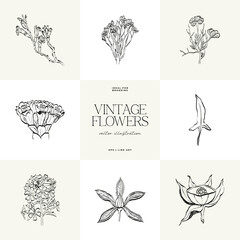 Botanical, Minimal plant flower, hand drawn sketch drawing,  vector illustration