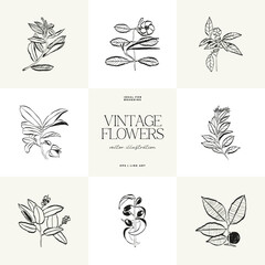 Botanical, Minimal plant flower, hand drawn sketch drawing,  vector illustration