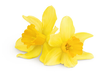 Daffodil flower or narcissus isolated on white background with full depth of field