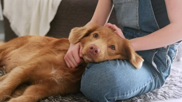 Cute Little Girl petting adorable tolling scotia retriever dog at home