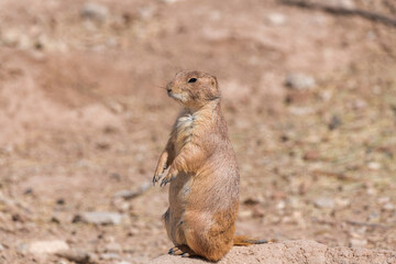 Prairie dog standing tall near its hole