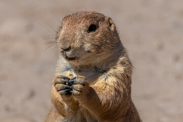 Close up view of a prairie dog eating