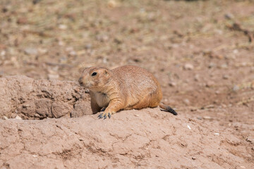 Prairie dog laying down in front of its hole
