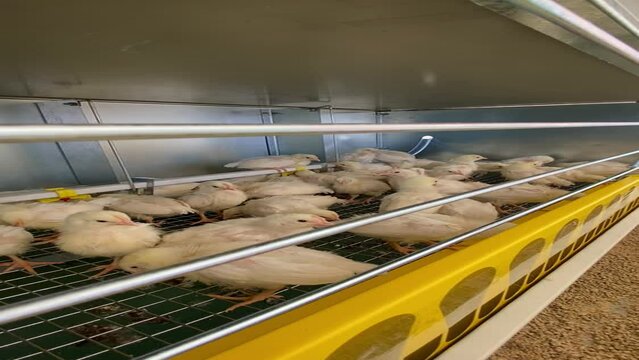 Decalb white day-old layer chicks in the cage rearing system.
