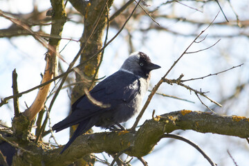 Western jackdaw close up that looks like a funny teddy bear