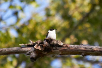A funny Collared flycatcher sings in a clear forest