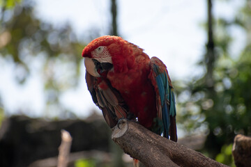 red and yellow macaw on the branch © SAMC