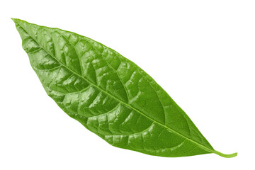 Obraz premium Leaf of avocado isolated on white background. Top view. Flat lay