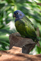 LORO AZUL VERDE