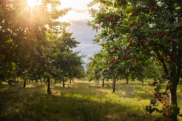 Fototapete bei efototapeten.de bestellen   