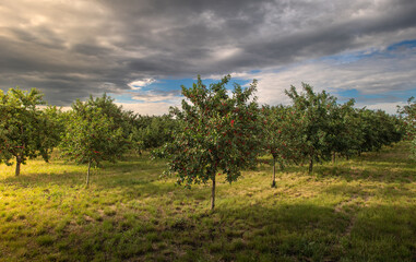 Fototapete bei efototapeten.de bestellen   