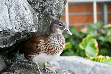 オシドリ（メス）