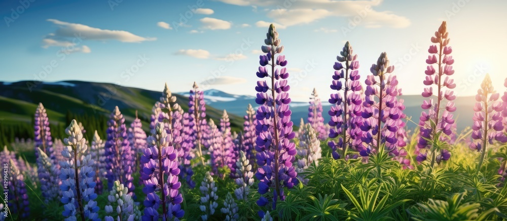 Poster On a green hill there is a picturesque scene of lupines in full bloom creating a beautiful display of colors The image allows for an empty space. with copy space image