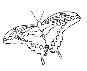 lemon argentine buterfly 
