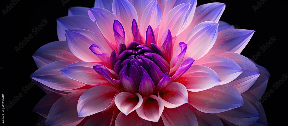Aufkleber A beautiful flower with hues of purple and pink. with copy space image. Place for adding text or design