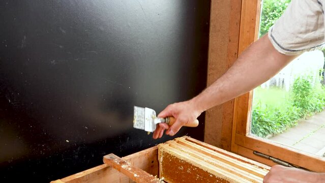 A male beekeeper uses a tool - a fork - to remove the wax caps from the honeycomb before extracting the honey in a centrifuge. Inserts honeycombs full of honey back
