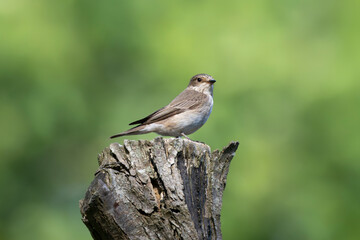 Spotted flycatcher (Muscicapa striata) small passerine bird at Isonzo river mouth nature reserve, Isola della Cona, Friuli Venezia Giulia, Italy. Copy space image.
