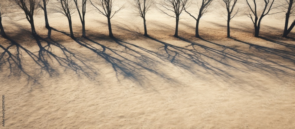 Poster Aerial view of barren trees casting long shadows on the ground during spring Ideal for copy space image