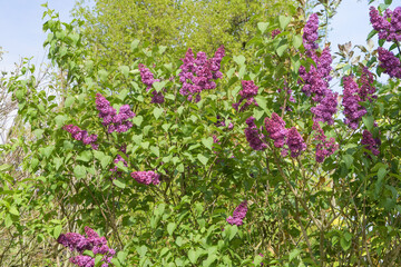 A Lilac flowers with green leaves on a branch. close