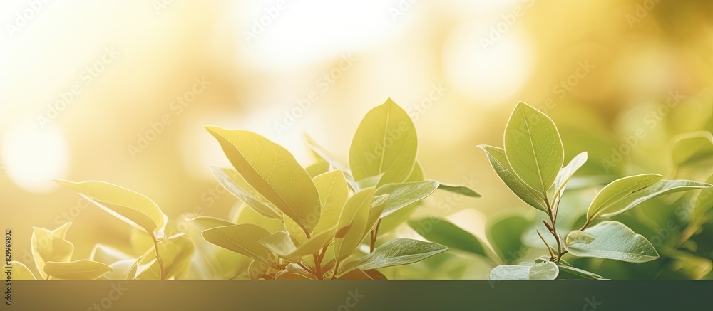 Poster This blurred foliage and sunlight create a vibrant backdrop perfect for adding text or advertising messages in the copy space image