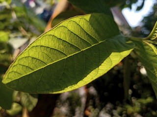 Close up of guava leaves 